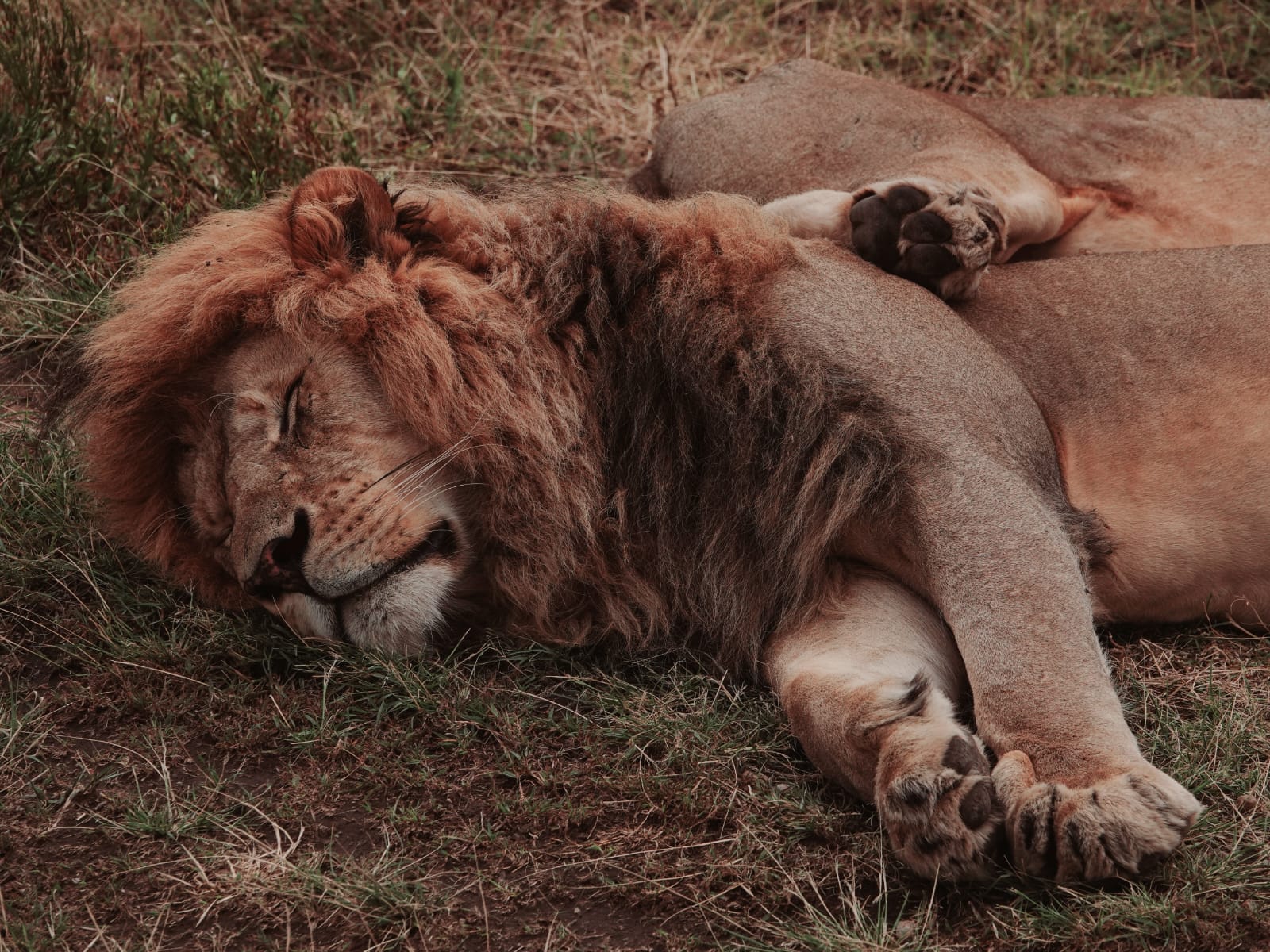 Tanzania 4 Days Camping Safari